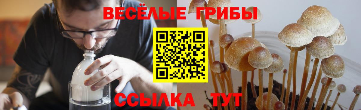 Псилоцибиновые грибы GOLDEN TEACHER Калач-на-Дону